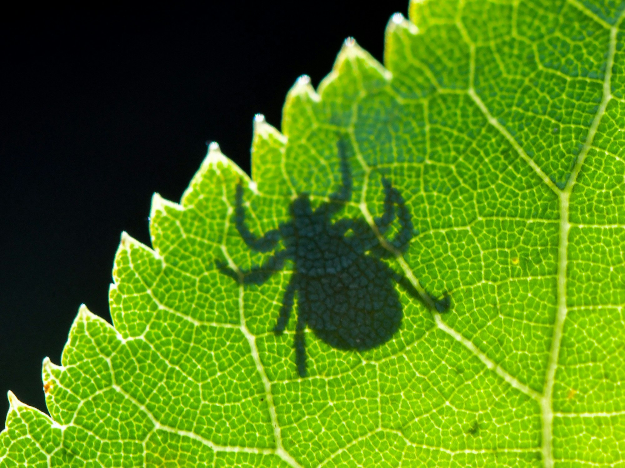 Im Gegenlicht ist der Schatten einer Zecke auf einem Blatt zu sehen. Viele Zeckenarten sind bedeutende Krankheitsüberträger, beispielsweise für Babesiose – auch als Hundemalaria bezeichnet.