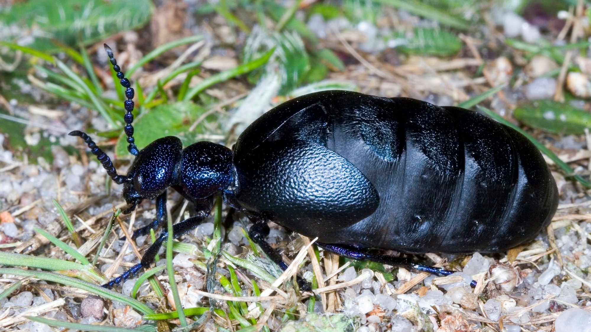 Ein Schwarzblauer Ölkäfer krabbelt über den Boden.