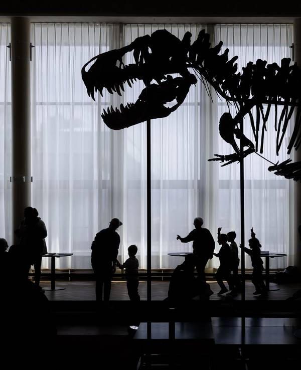 Besucher betrachten das Skelett eines Tyrannosaurus rex namens „Trinity“.