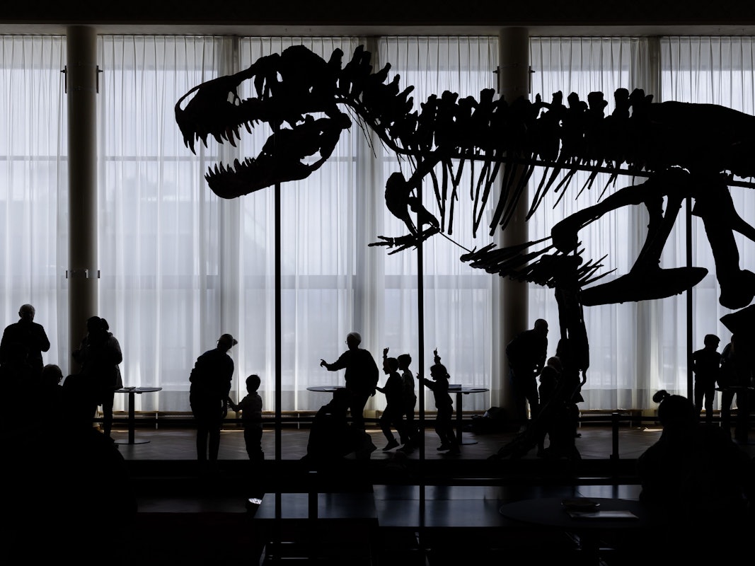 Besucher betrachten das Skelett eines Tyrannosaurus rex namens „Trinity“.