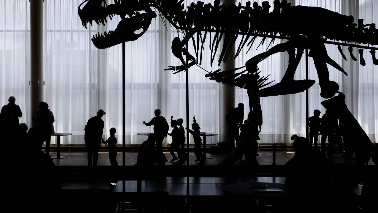 Besucher betrachten das Skelett eines Tyrannosaurus rex namens „Trinity“.