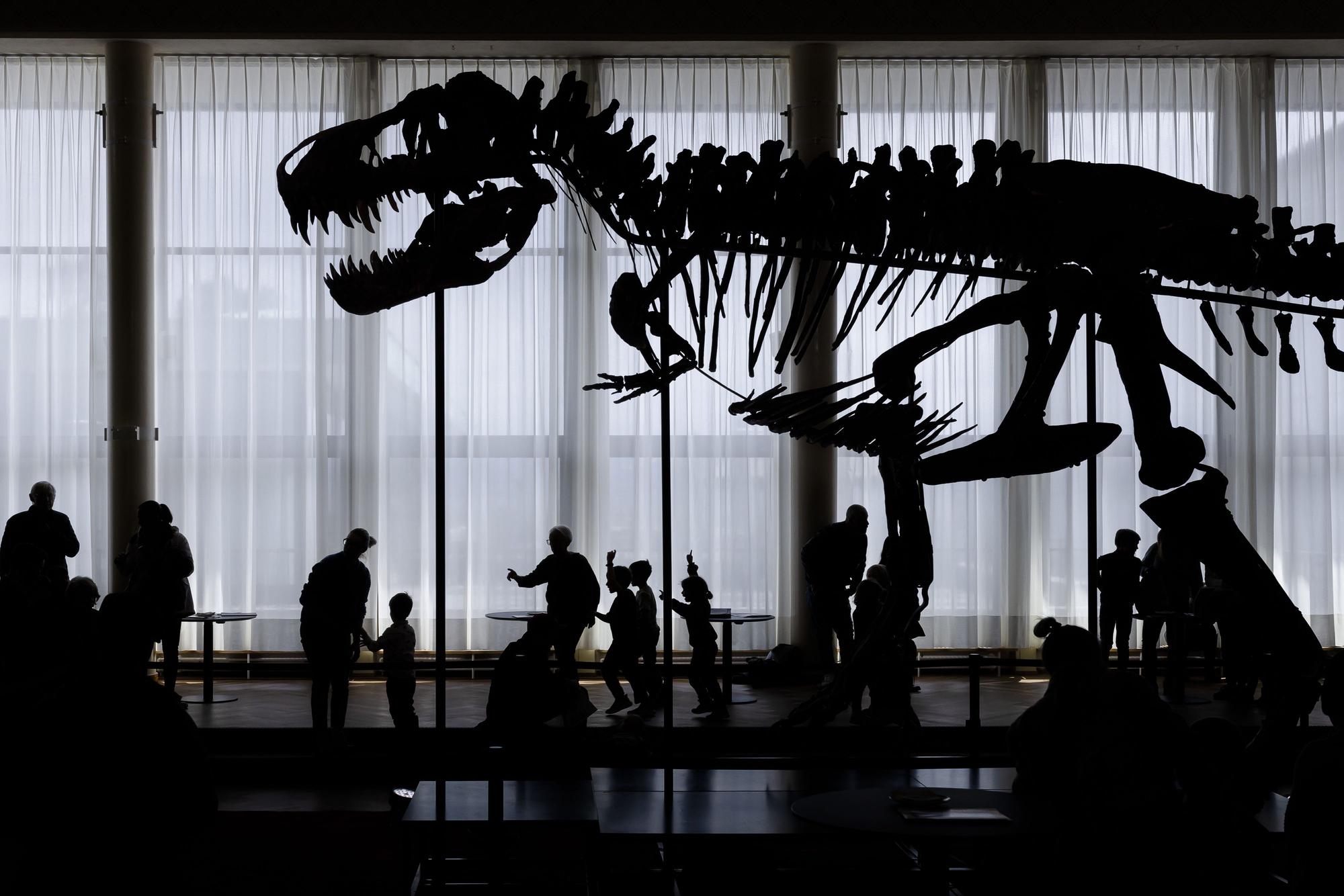 Besucher betrachten das Skelett eines Tyrannosaurus rex namens „Trinity“.