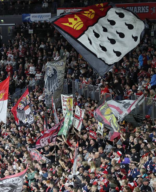 Die Fans der Kölner Haie feuern ihr Team bei einem Playoff-Spiel der DEL an.