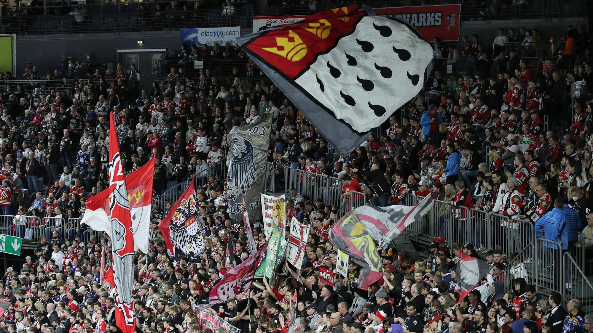 Die Fans der Kölner Haie