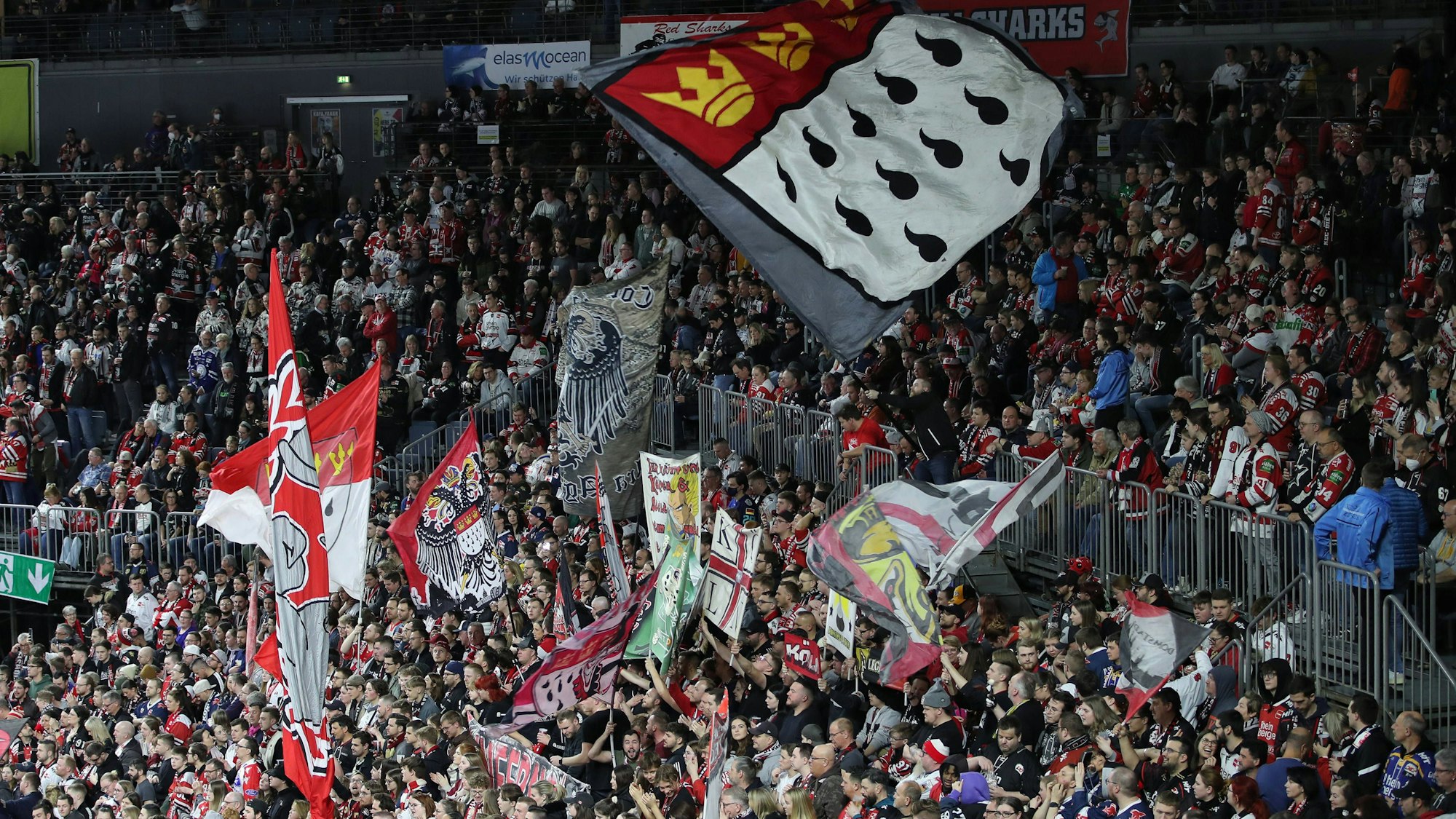 Die Fans der Kölner Haie feuern ihr Team bei einem Playoff-Spiel der DEL an.
