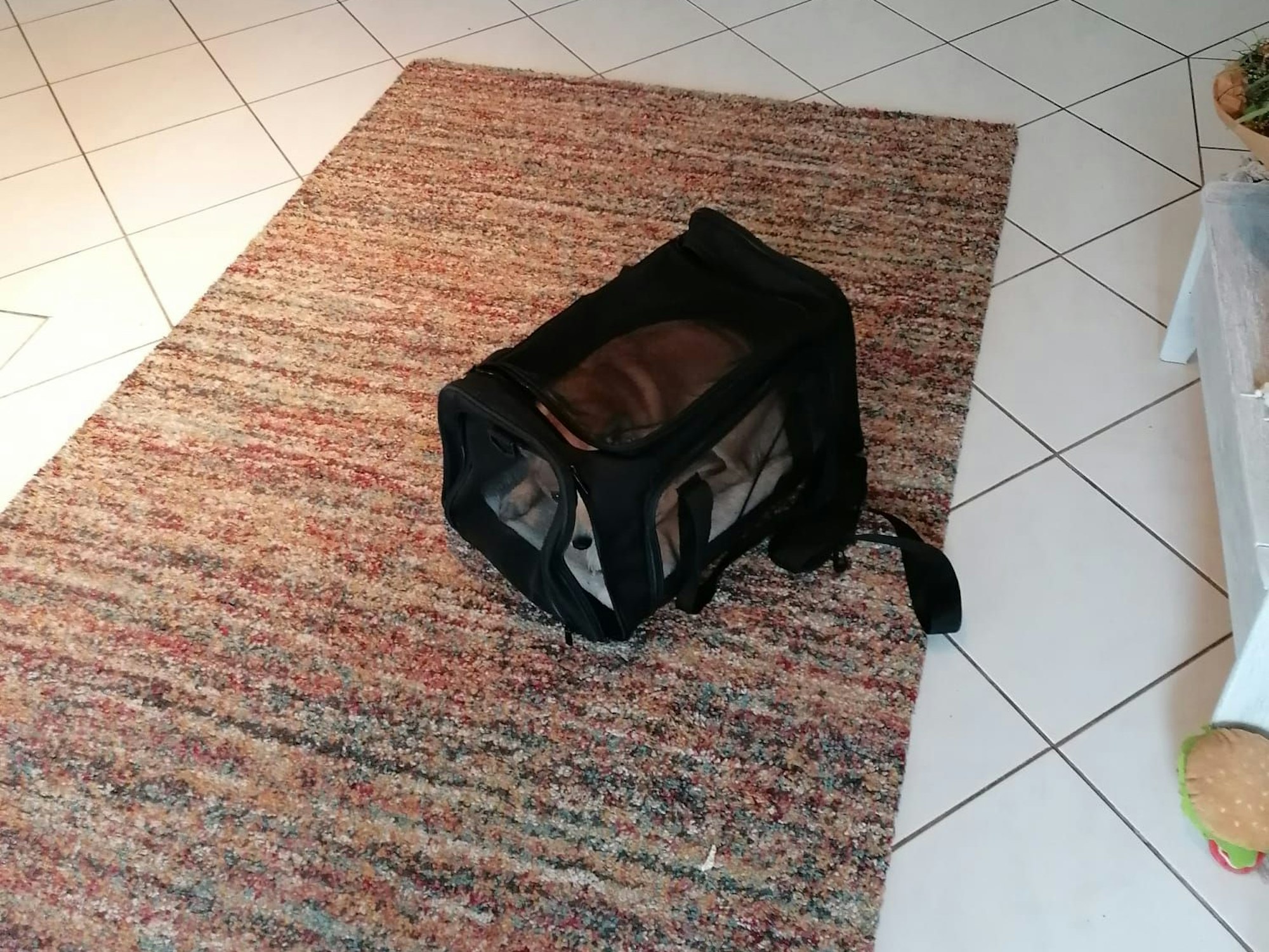 Corgi-Dame Luna in ihrer Box