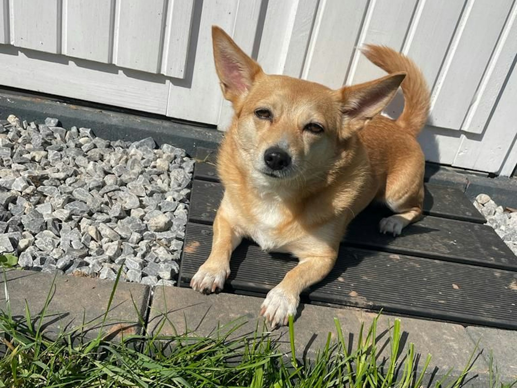 Corgi-Mix Luna liegt im Garten.