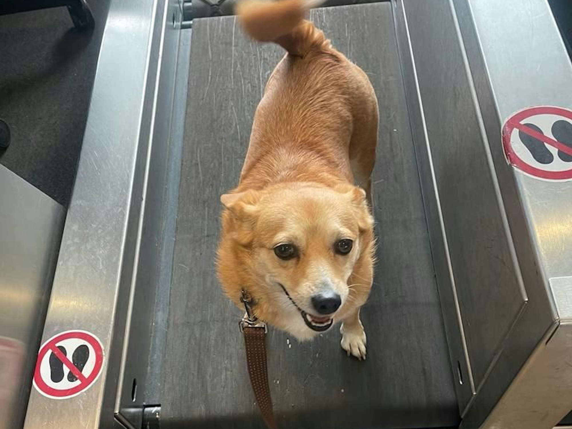 Corgi-Mix Luna steht fröhlich auf der Flughafen-Waage