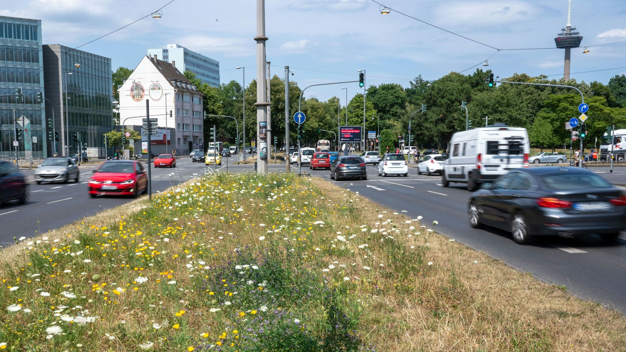 Wildblumen auf dem Grünstreifen an der Universitätsstraße.