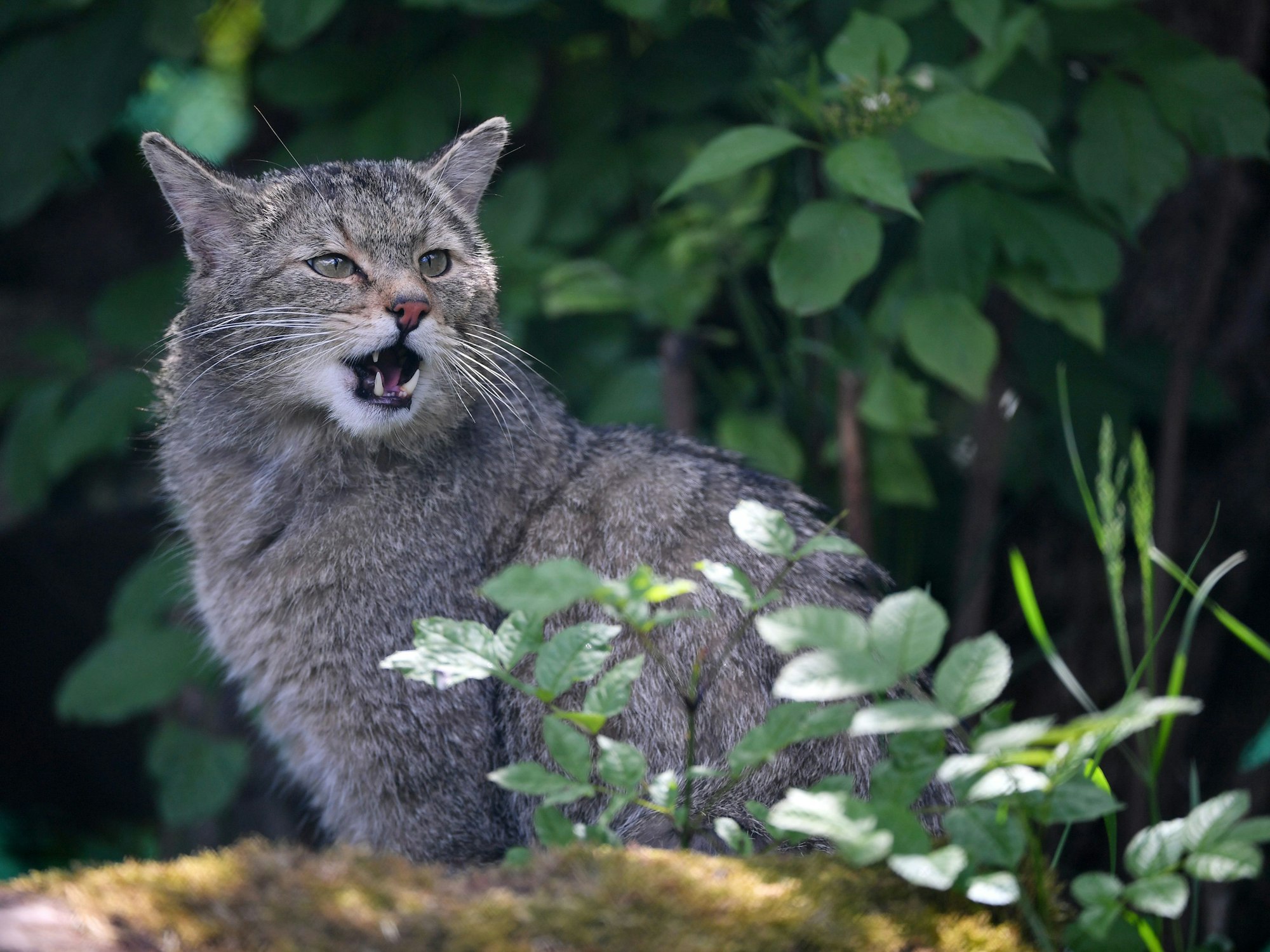 Eine Wildkatze sitzt in einem Gehege des BUND Wildkatzendorf Hütscheroda in Hörselberg-Hainich, hier im Mai 2020.