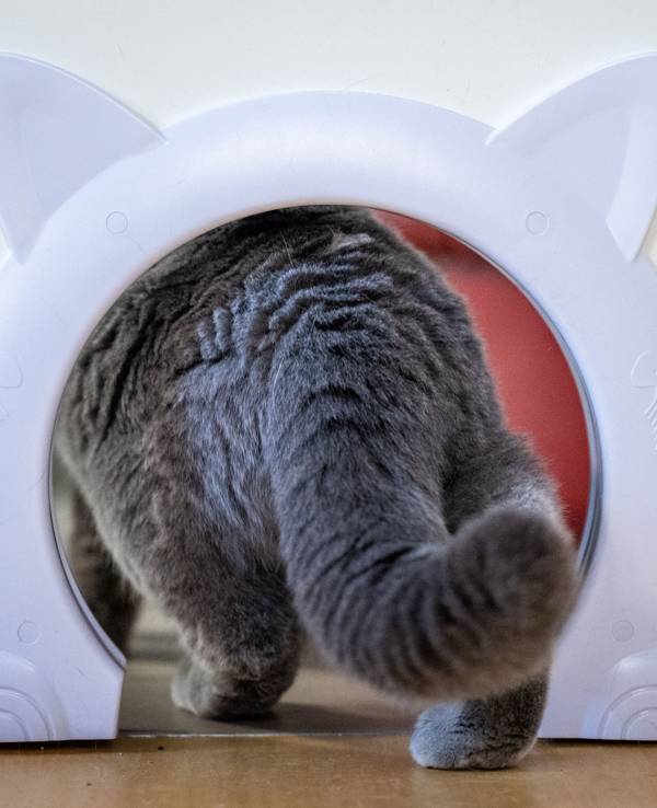 Das Symbolfoto aus dem Jahr 2023 zeigt eine Katze mit grauem Fell, die durch eine kleine Türöffnung in Katzenkopf-Form läuft.