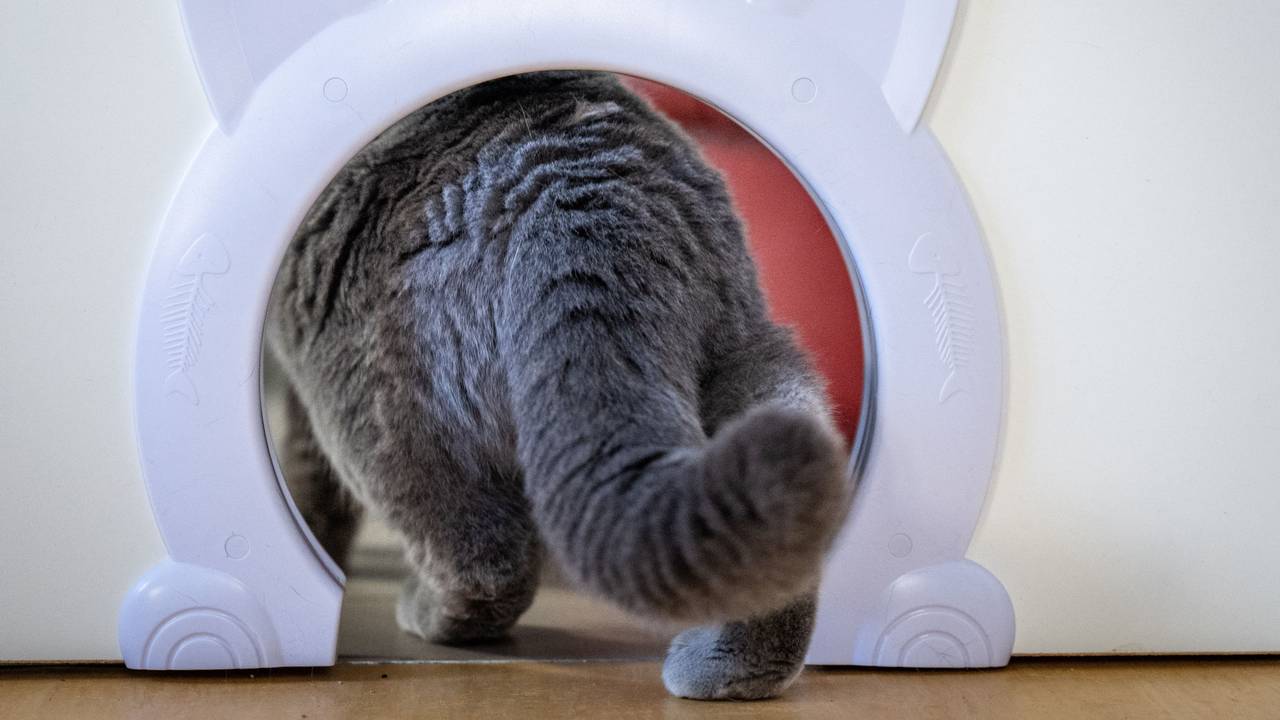 Das Symbolfoto aus dem Jahr 2023 zeigt eine Katze mit grauem Fell, die durch eine kleine Türöffnung in Katzenkopf-Form läuft.