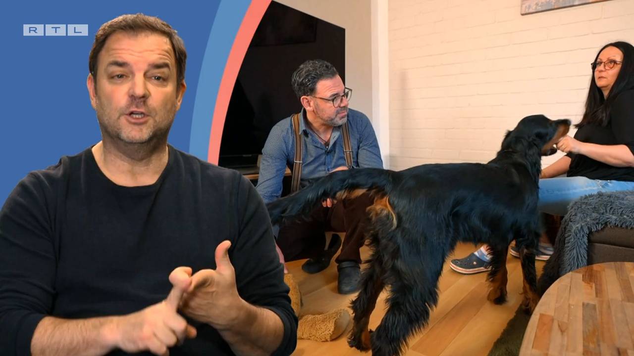 „Martin Rütter – Die Welpen kommen“: Gordon Setter Beau bringt seine Familie an den Rand der Verzweiflung.