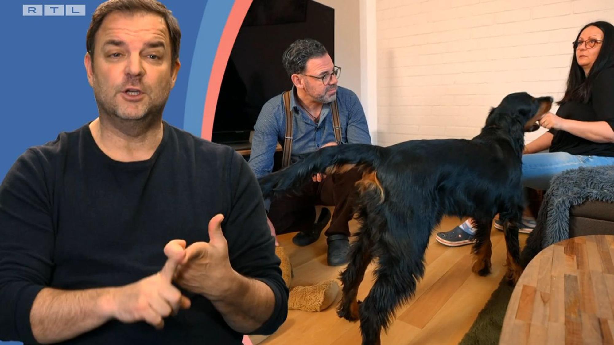 „Martin Rütter – Die Welpen kommen“: Gordon Setter Beau bringt seine Familie an den Rand der Verzweiflung.