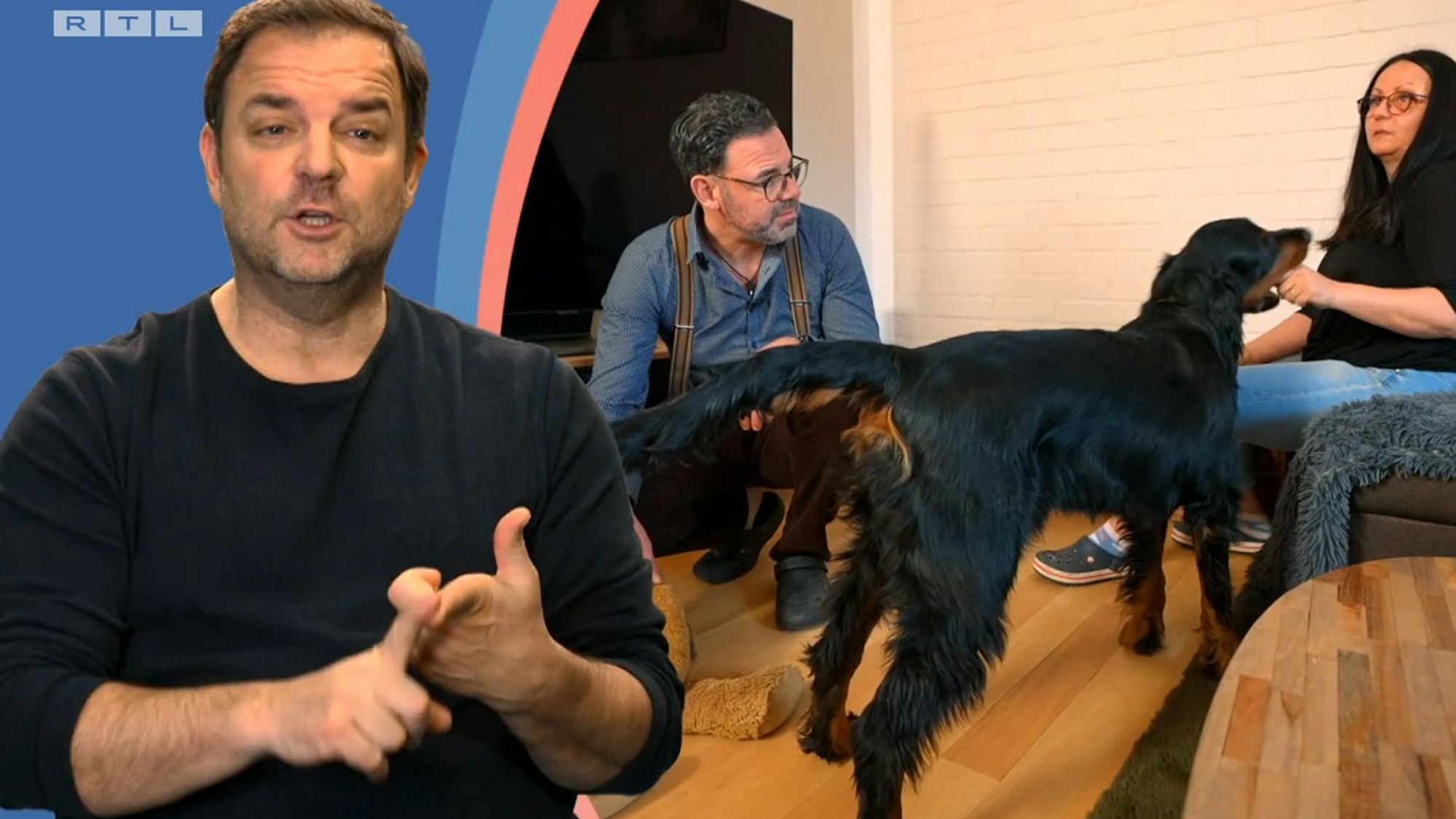 „Martin Rütter – Die Welpen kommen“: Gordon Setter Beau bringt seine Familie an den Rand der Verzweiflung.