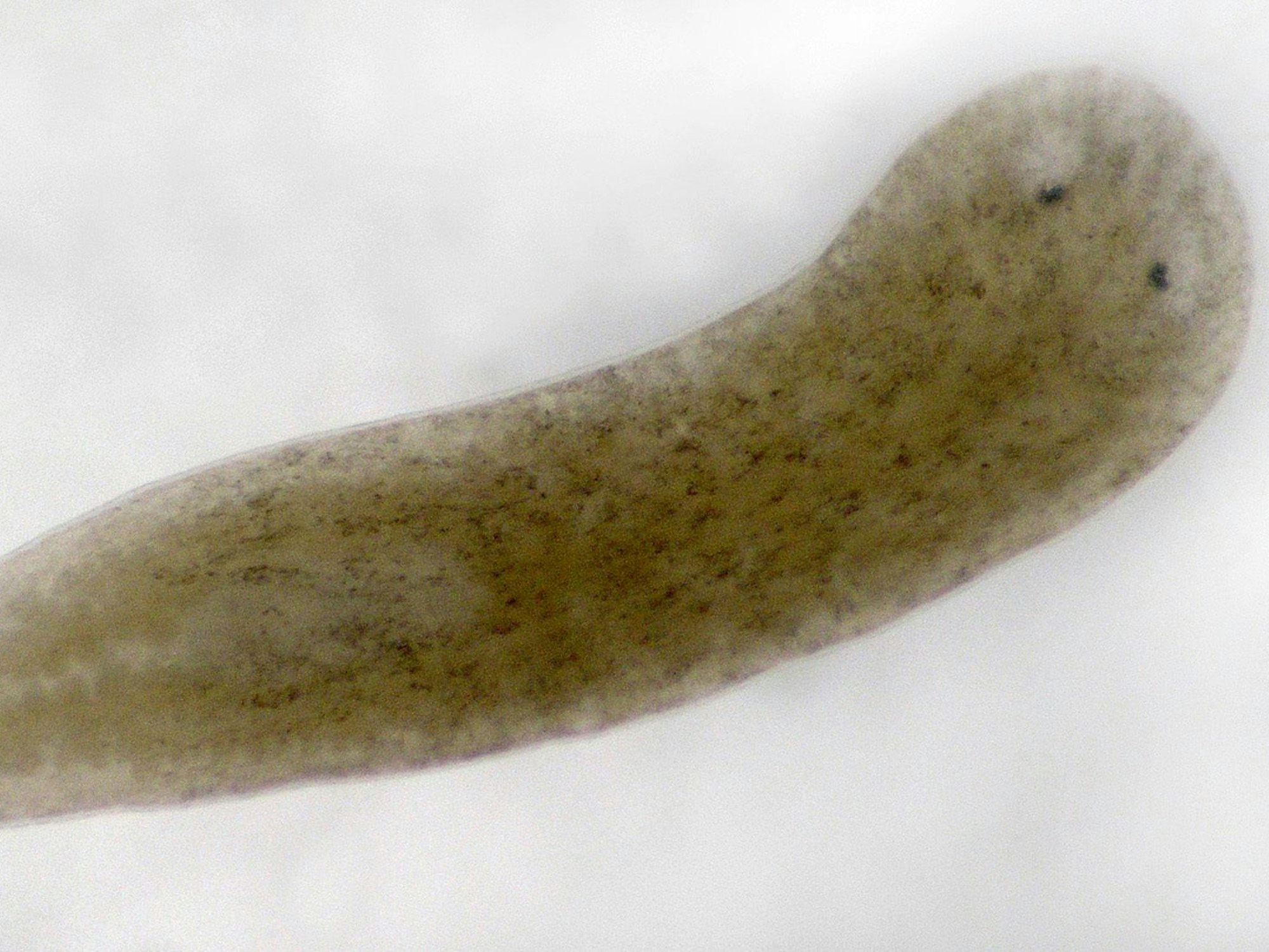 Ein wenige Millimeter großer Plattwurm, lat. schmidtea mediterranea in Münster, hier im Mai 2010.