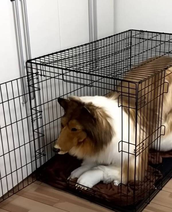 Der Japaner Toco sitzt in seinem Hundekostüm in einem Hundekäfig.
