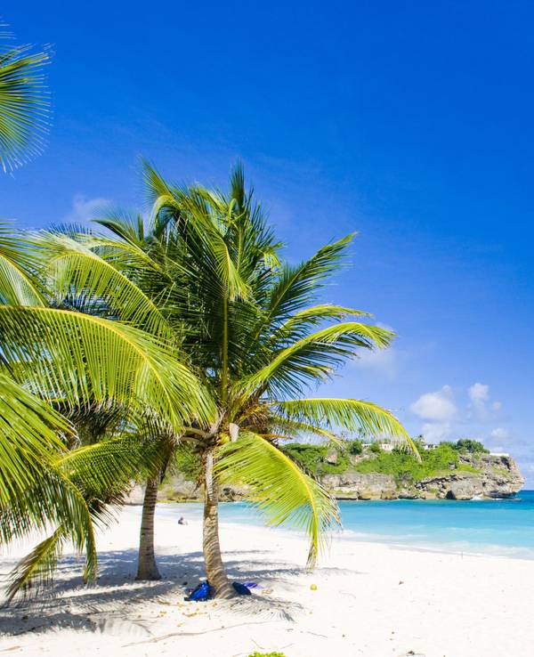 Ein Strand mit grünen Palmen und hellblauem Meer auf Barbados.