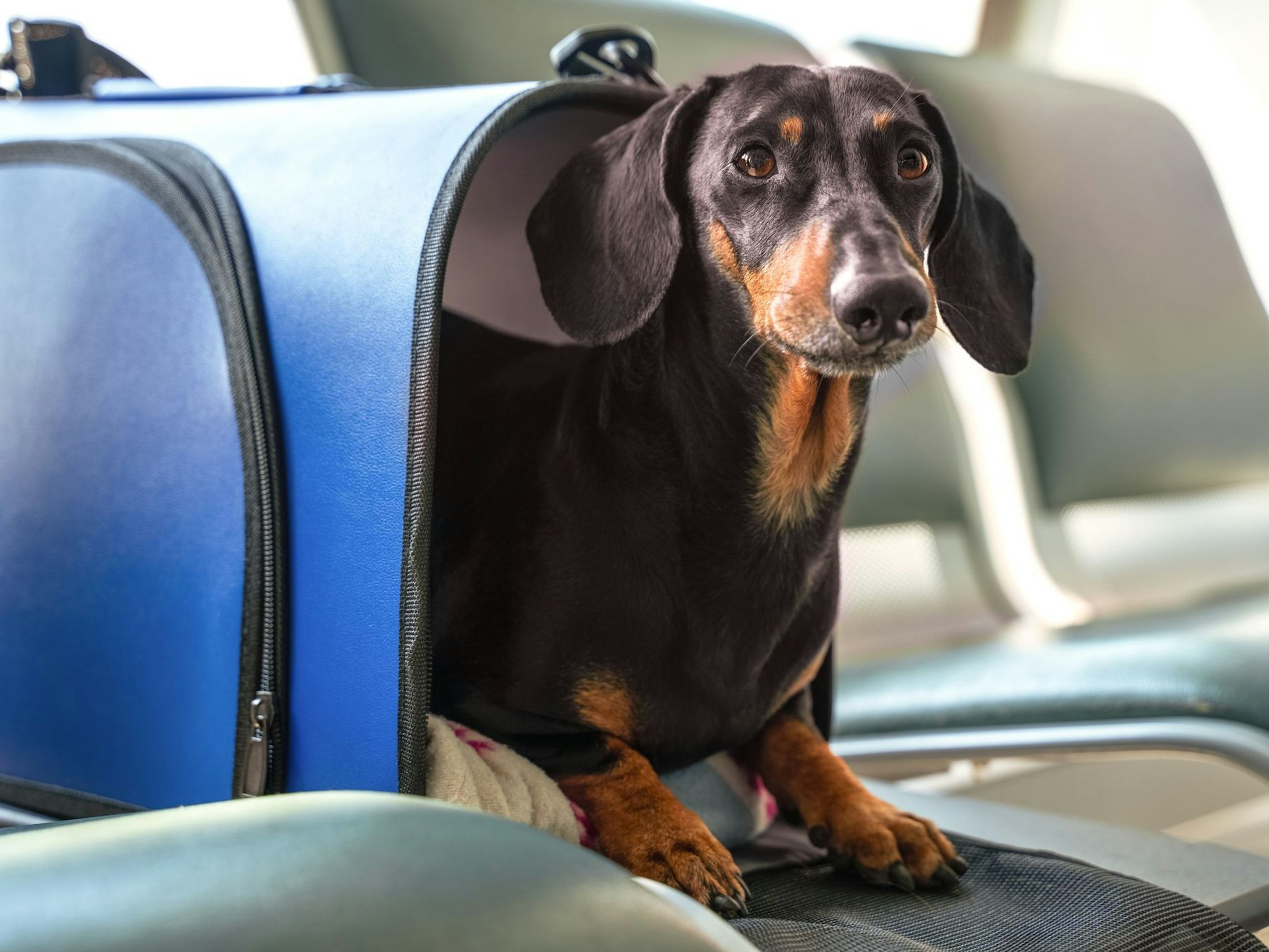 Ein Dackel sitzt am Flughafen in einer Box.