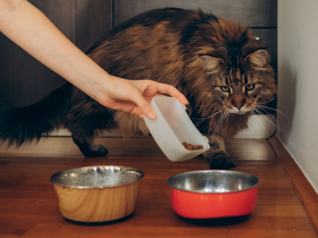 Eine Katze wird von ihrer Besitzerin mit Trockenfutter gefüttert.