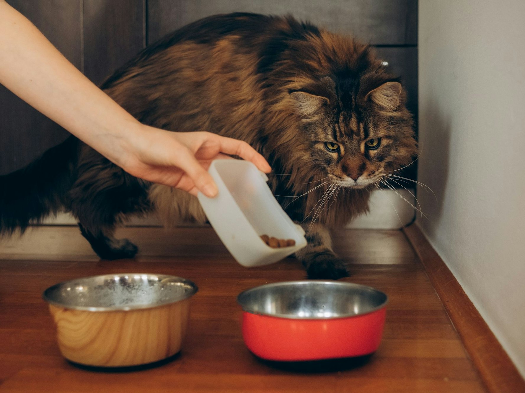 Eine Katze wird von ihrer Besitzerin mit Trockenfutter gefüttert.