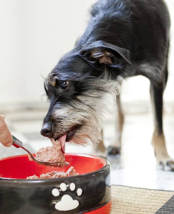 ILLUSTRATION - Hauptsache bedarfsgerecht: Beim Hundefutter zählen die Inhaltsstoffe.