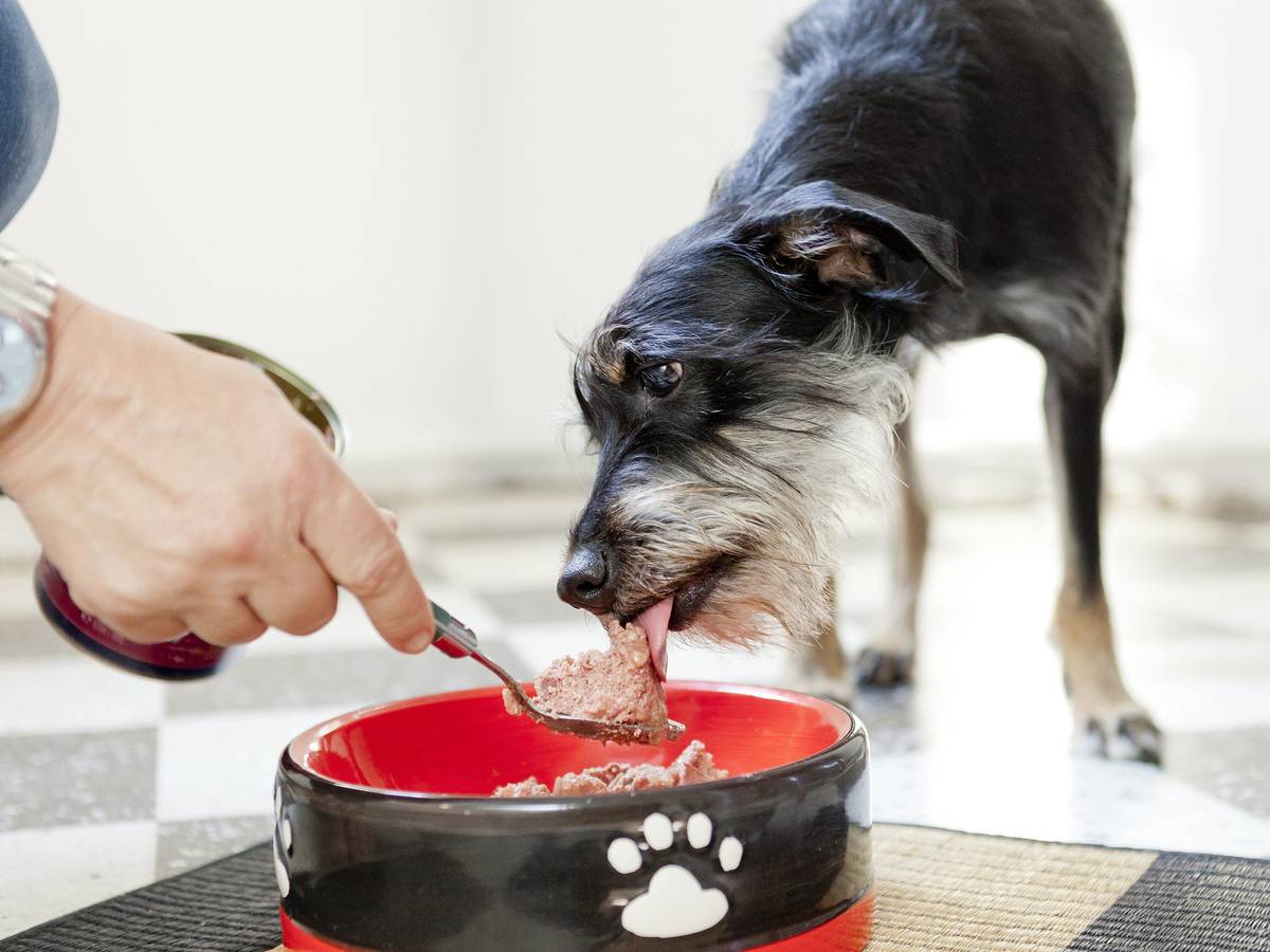 ILLUSTRATION - Hauptsache bedarfsgerecht: Beim Hundefutter zählen die Inhaltsstoffe.