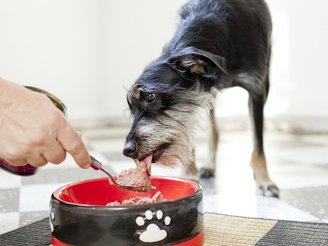 ILLUSTRATION - Hauptsache bedarfsgerecht: Beim Hundefutter zählen die Inhaltsstoffe.