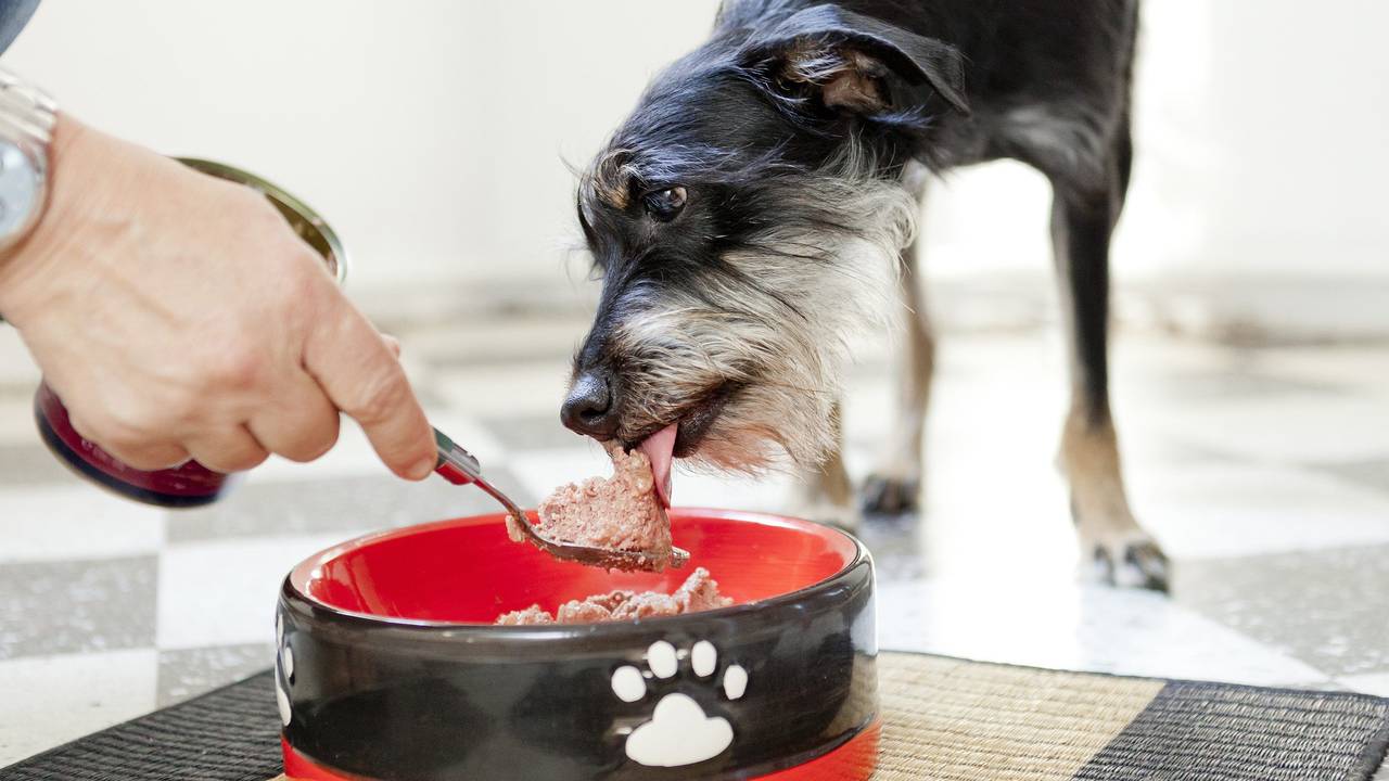 ILLUSTRATION - Hauptsache bedarfsgerecht: Beim Hundefutter zählen die Inhaltsstoffe.