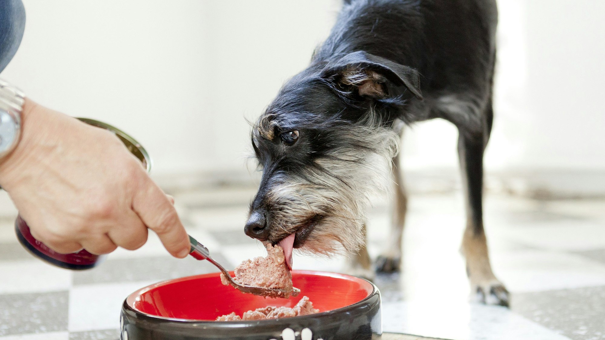 ILLUSTRATION - Hauptsache bedarfsgerecht: Beim Hundefutter zählen die Inhaltsstoffe.