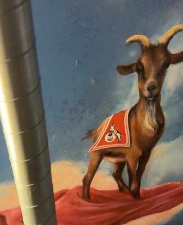Dieses Gemälde von FC-Geißbock Hennes schmückt die Decke des Münchener Clubs „Tonhalle“.