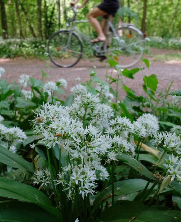 Blühender Bärlauch im Leipziger Auwald am Rande eines Waldwegs, hier im Mai 2020.