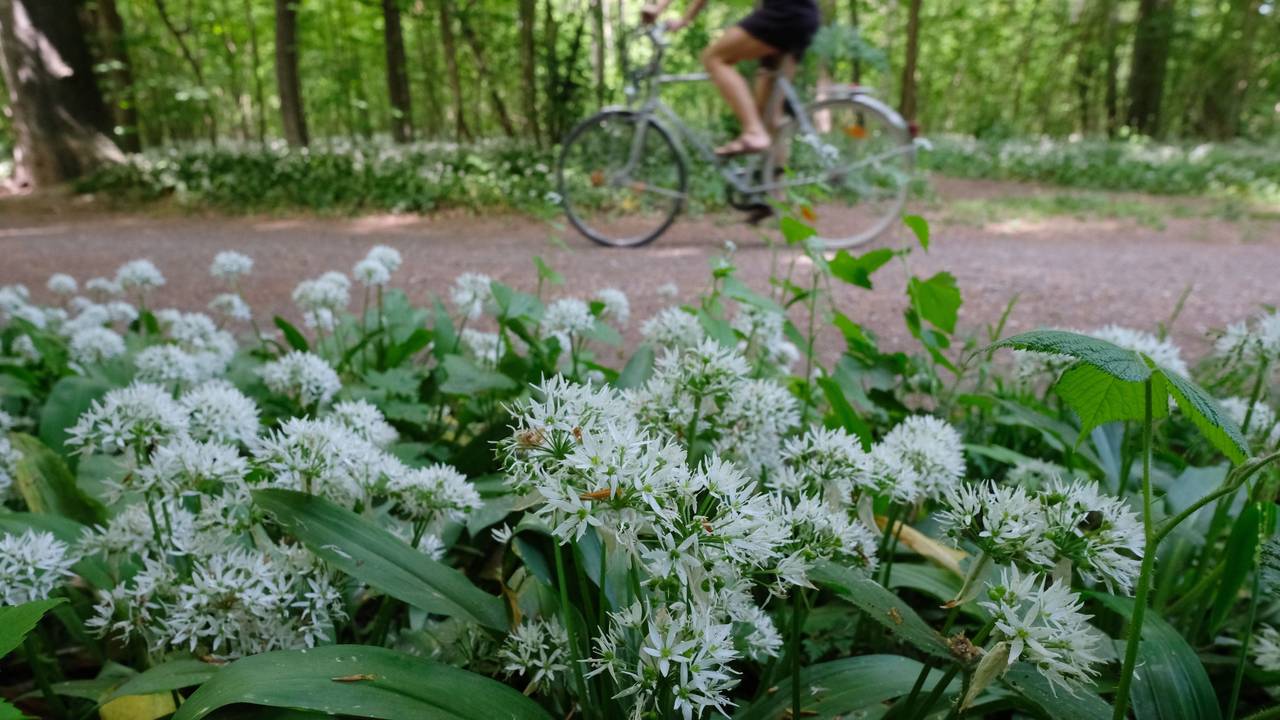 Blühender Bärlauch im Leipziger Auwald am Rande eines Waldwegs, hier im Mai 2020.