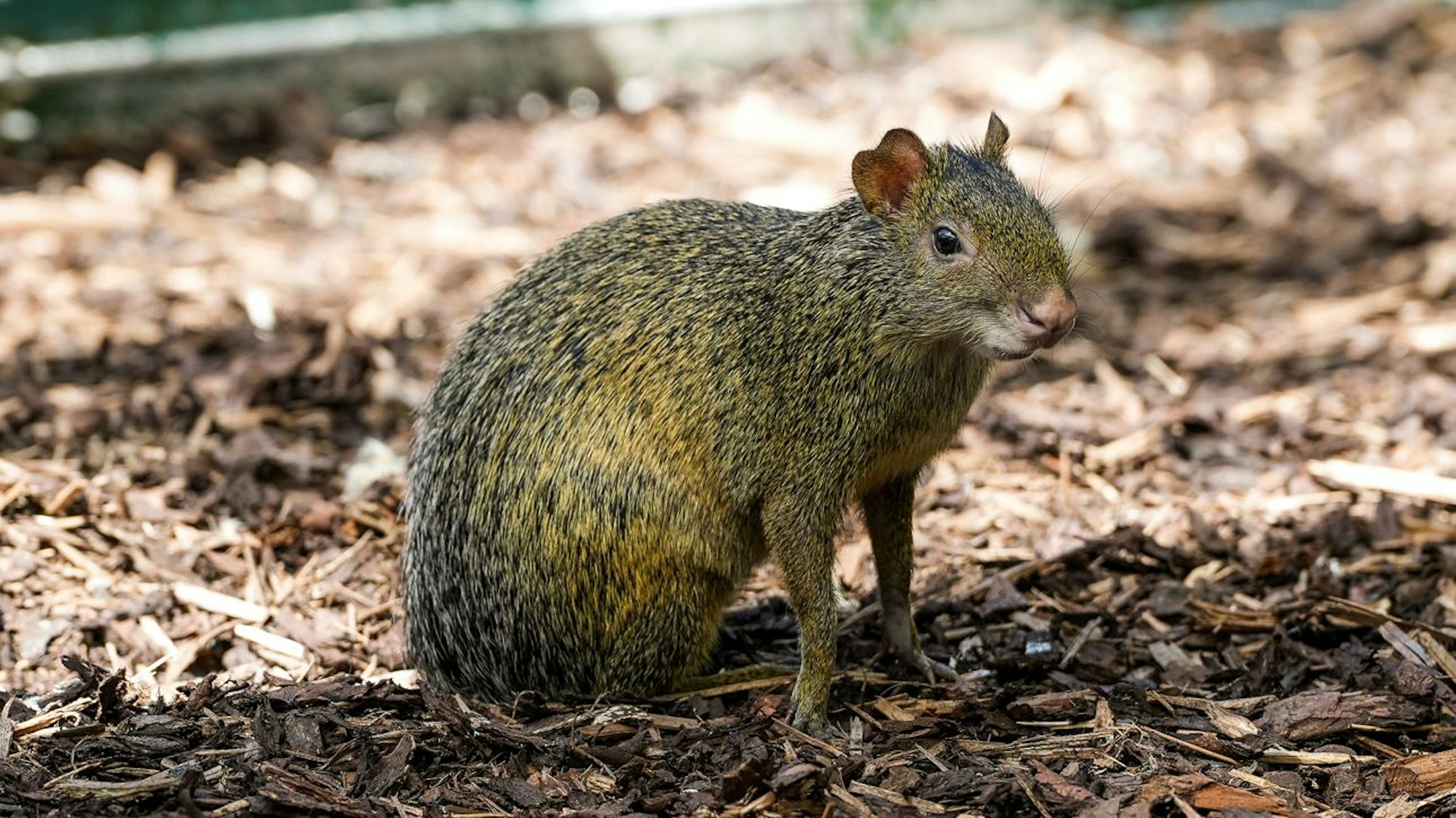 Azara-Agutis sind seit Neuestem im Kölner Zoo zu sehen.