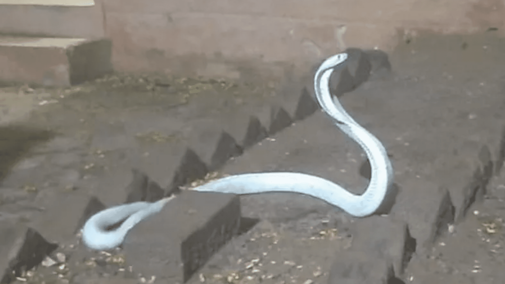 Eine Albino-Kobra schlängelt sich auf dem Boden.