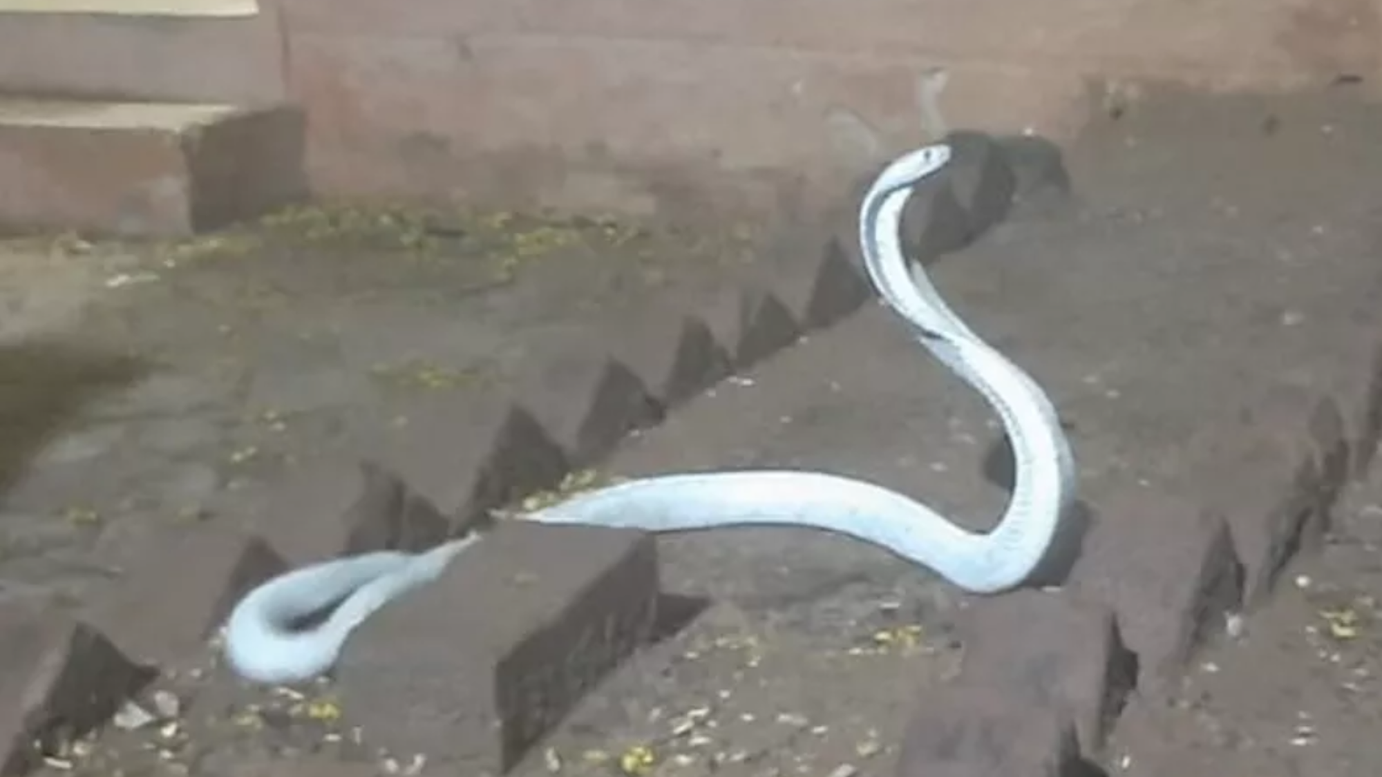 Eine Albino-Kobra schlängelt sich auf dem Boden.