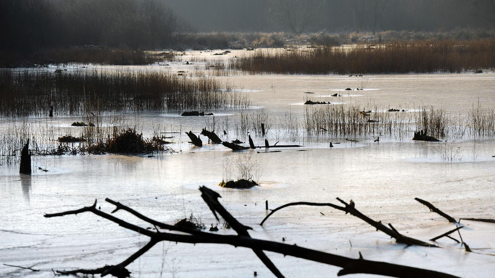 Eine Eisfläche bedeckt am Donnerstag (02.02.2012) auf einem See im Naturschutzgebiet "Worringer Bruch" bei Köln-Worringen.