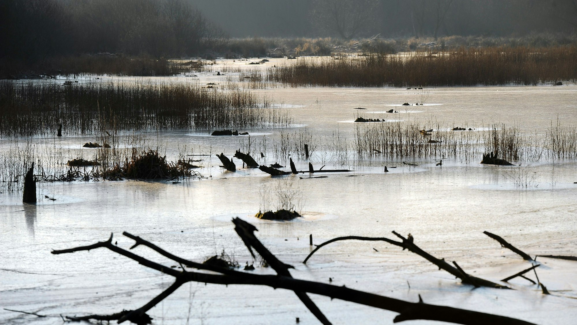Eine Eisfläche bedeckt am Donnerstag (02.02.2012) auf einem See im Naturschutzgebiet "Worringer Bruch" bei Köln-Worringen.