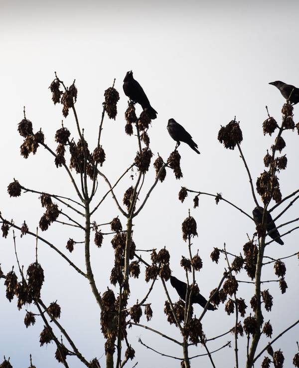 Zu sehen sind mehrere Krähen, die auf einem Baum sitzen.