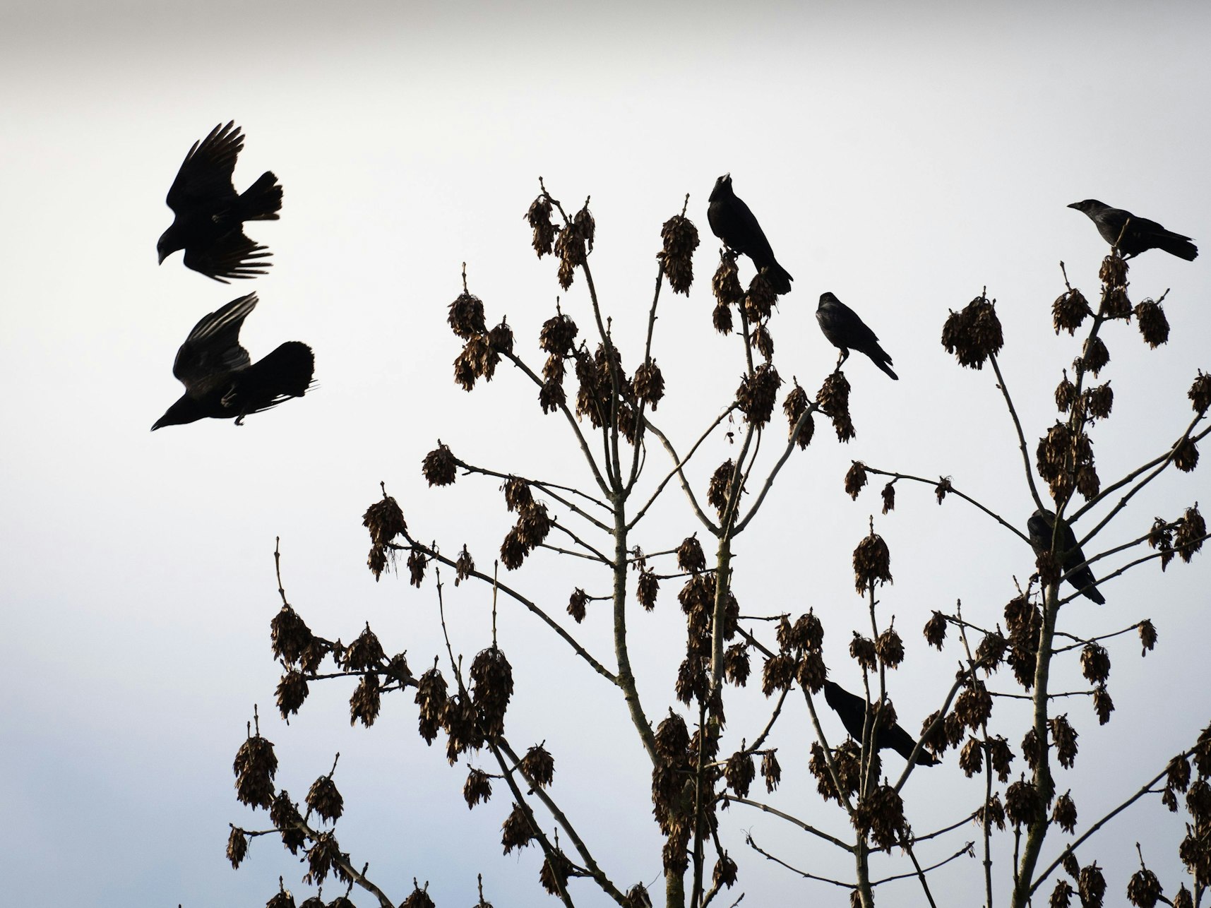 Zu sehen sind mehrere Krähen, die auf einem Baum sitzen.