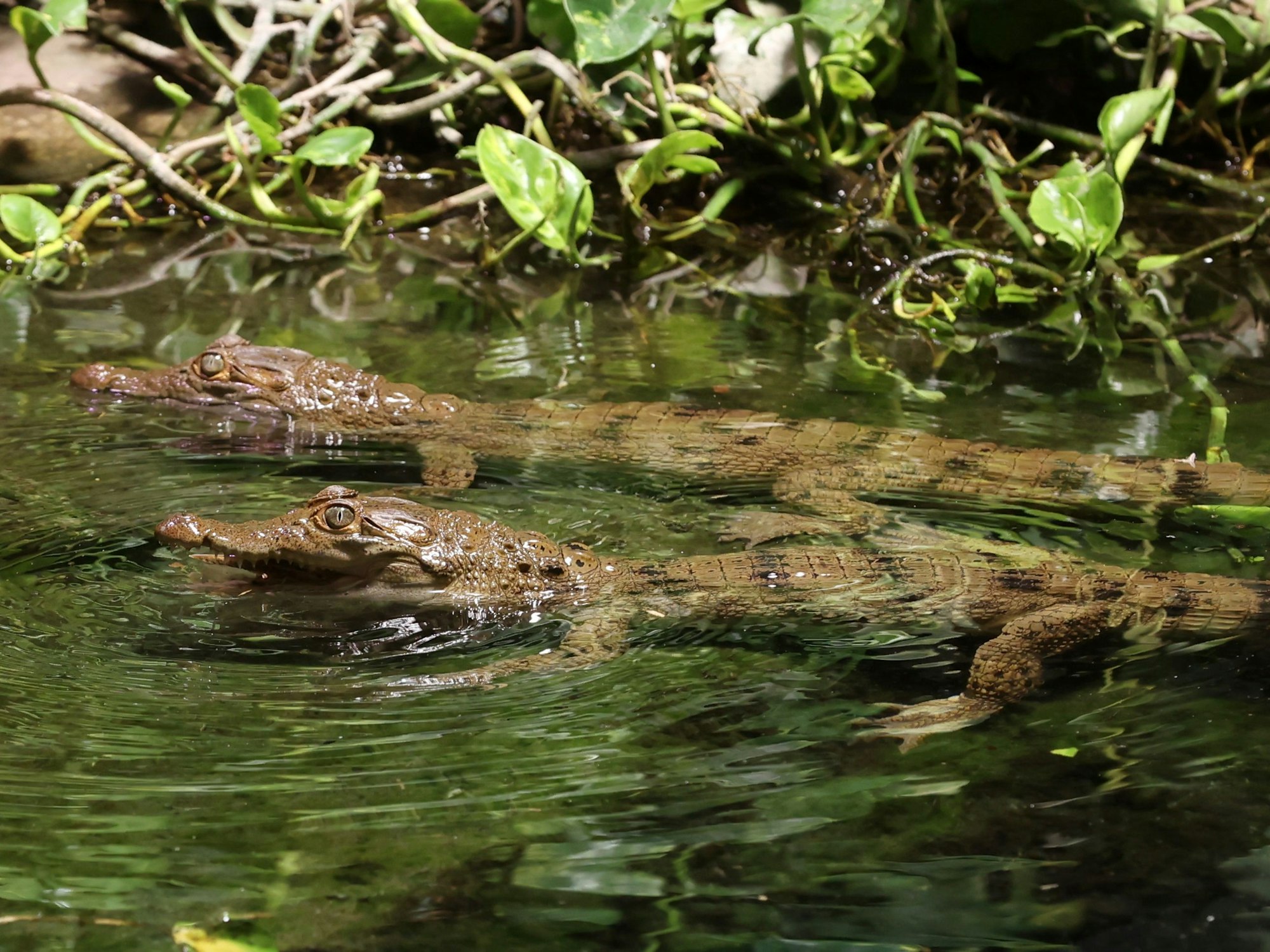 Zwei Philippinenkrokodile schwimmen im Kölner Zoo.