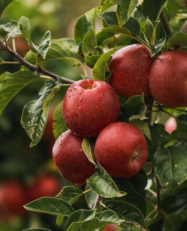 Rote Äpfel von Aldi hängen an einem Baum zwischen Blättern.