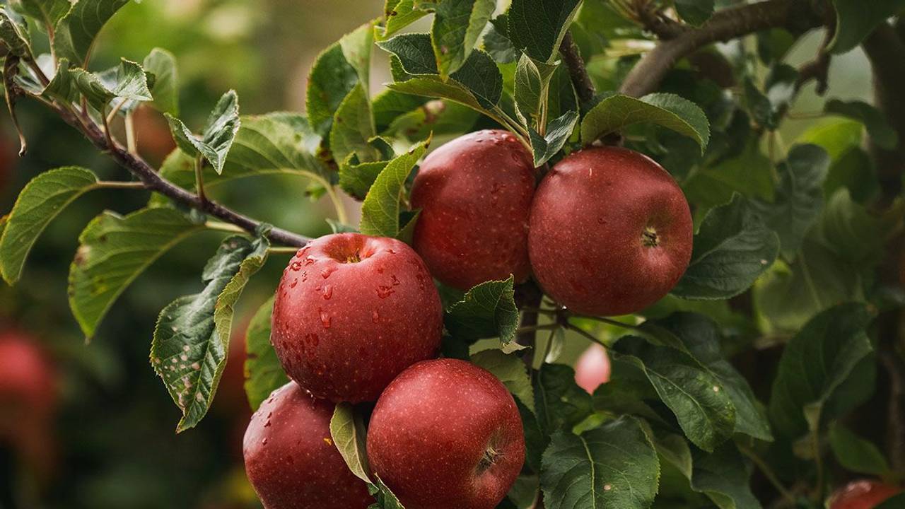 Rote Äpfel von Aldi hängen an einem Baum zwischen Blättern.