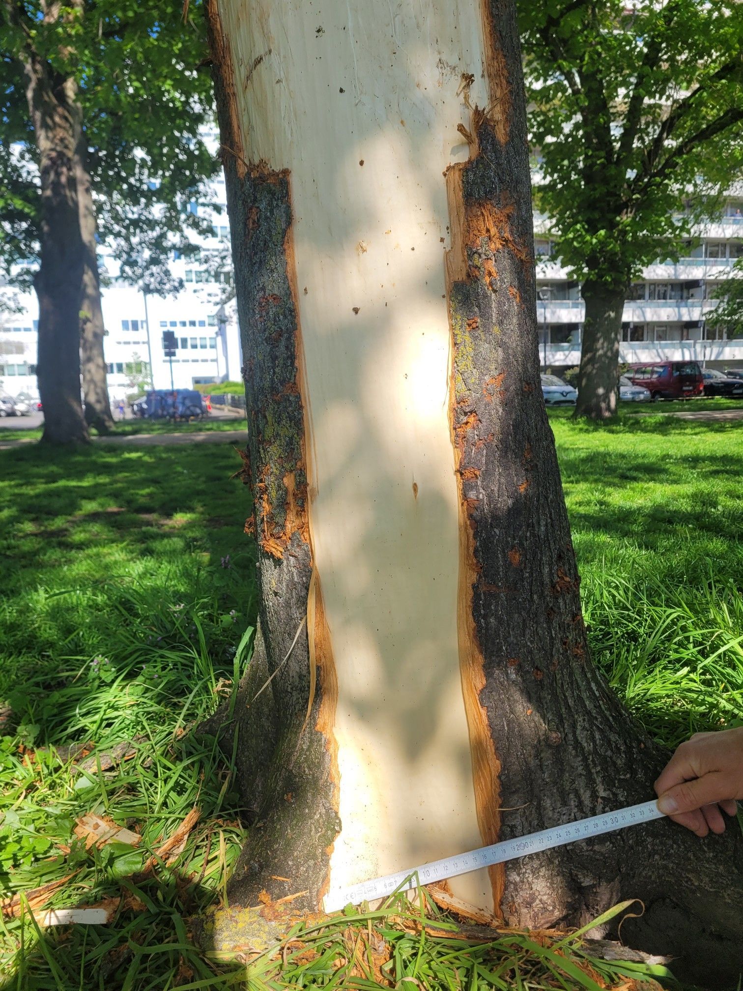 Einem Baumstamm wurde die Rinde abgezogen.
