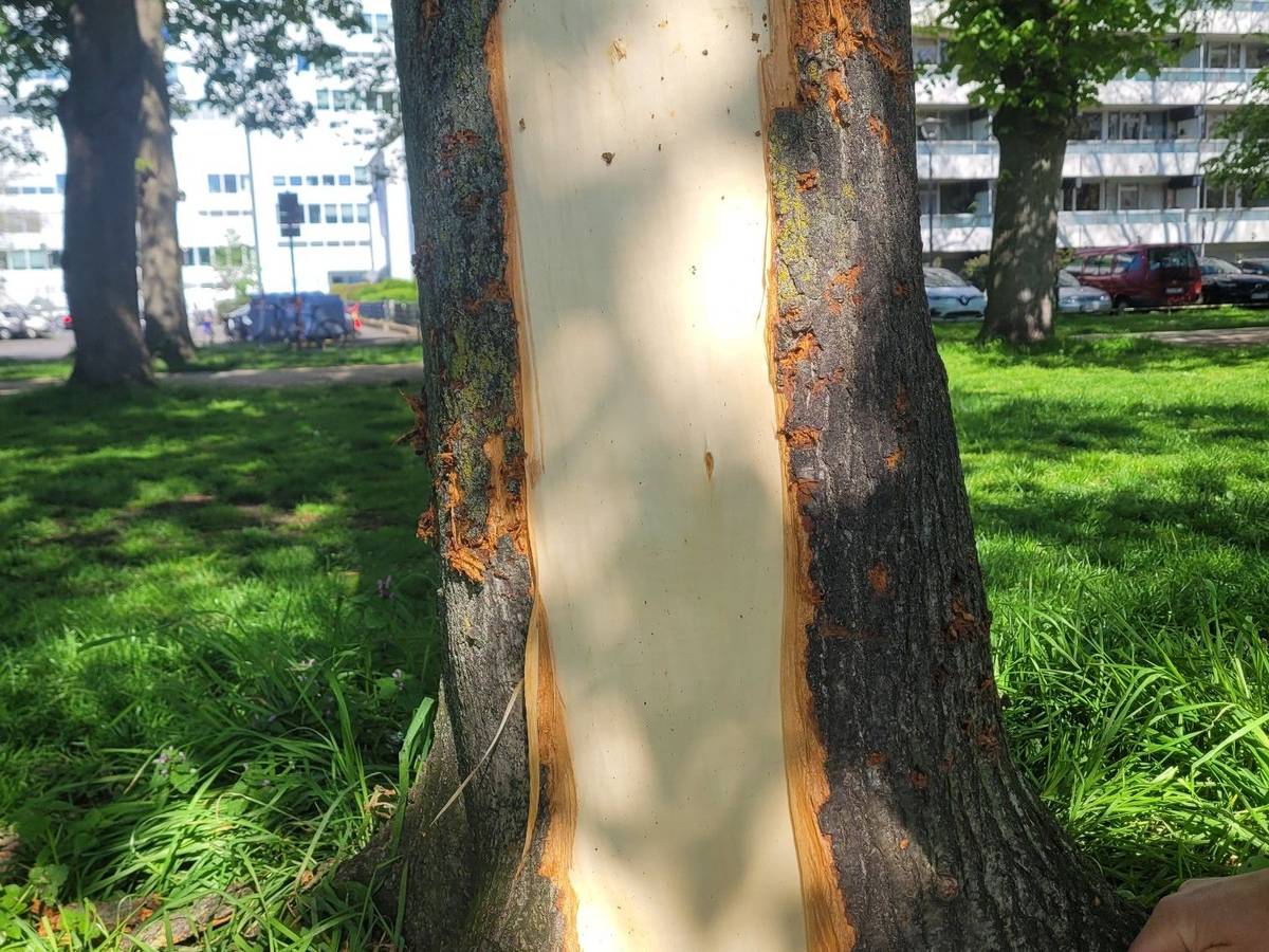 Einem Baumstamm wurde die Rinde abgezogen.