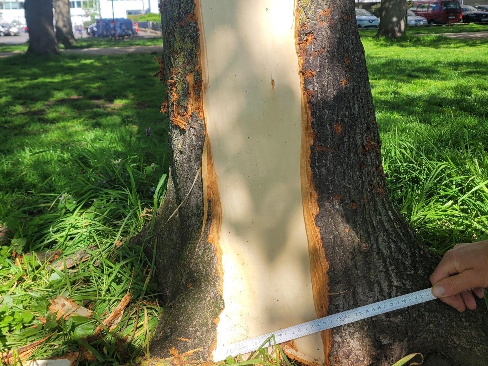 Einem Baumstamm wurde die Rinde abgezogen.