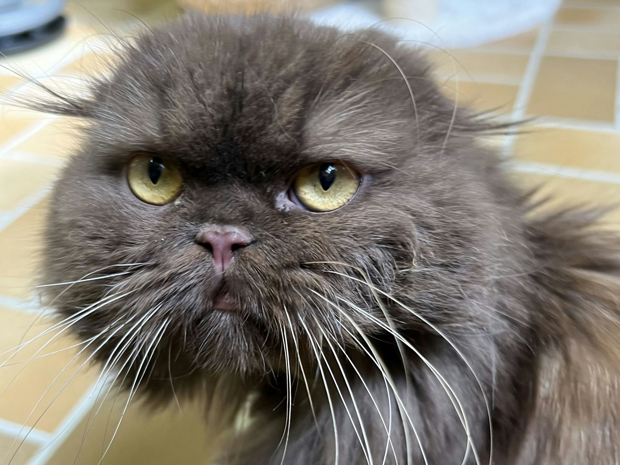 Scottish Fold-Kater Connor scheint auf dem Foto keine Ohren zu haben, weil sie nach vorne gekippt sind.