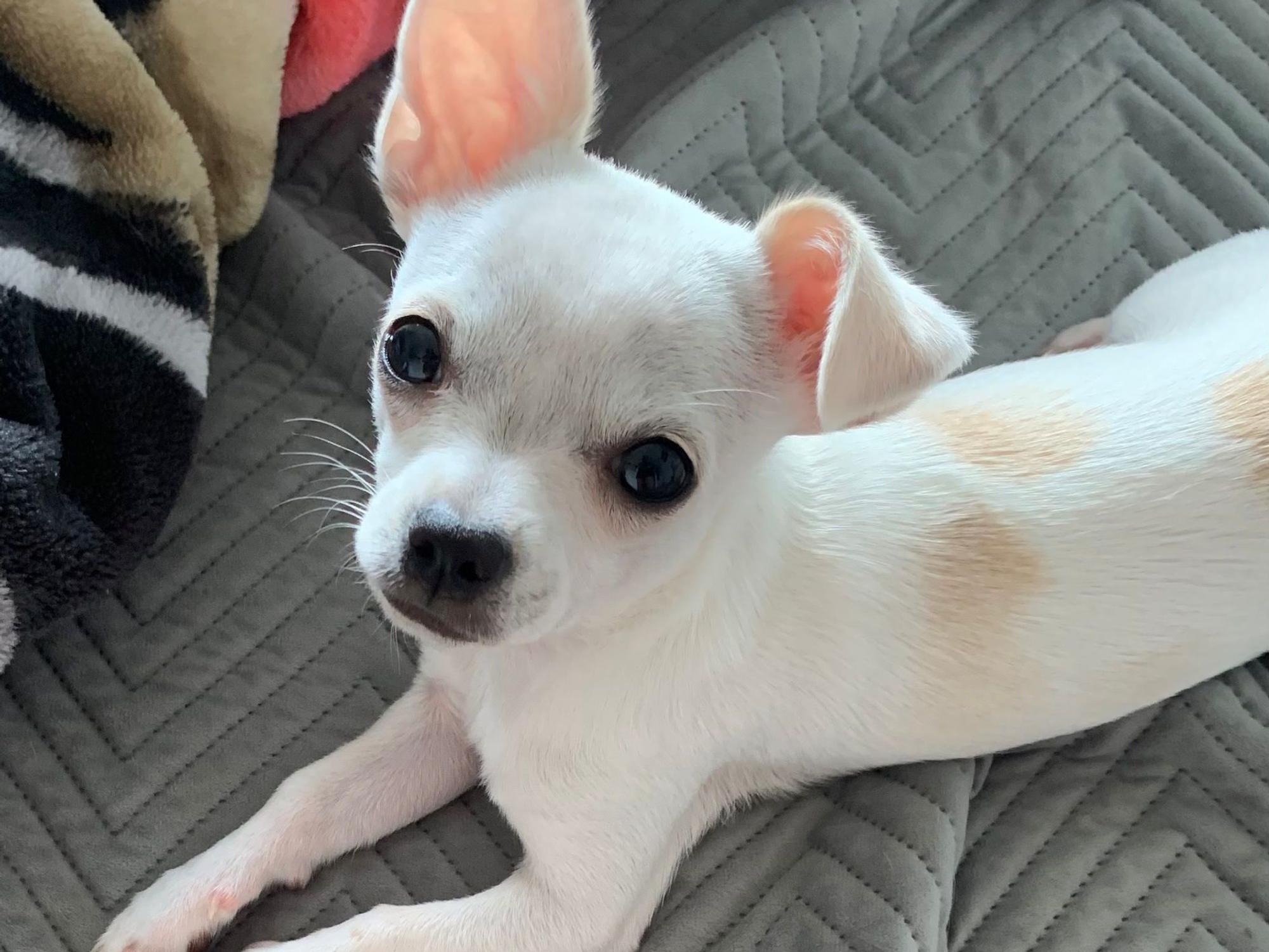 Der einjährige Chihuahua Coco wurde in Köln-Poll von drei Männern geraubt.