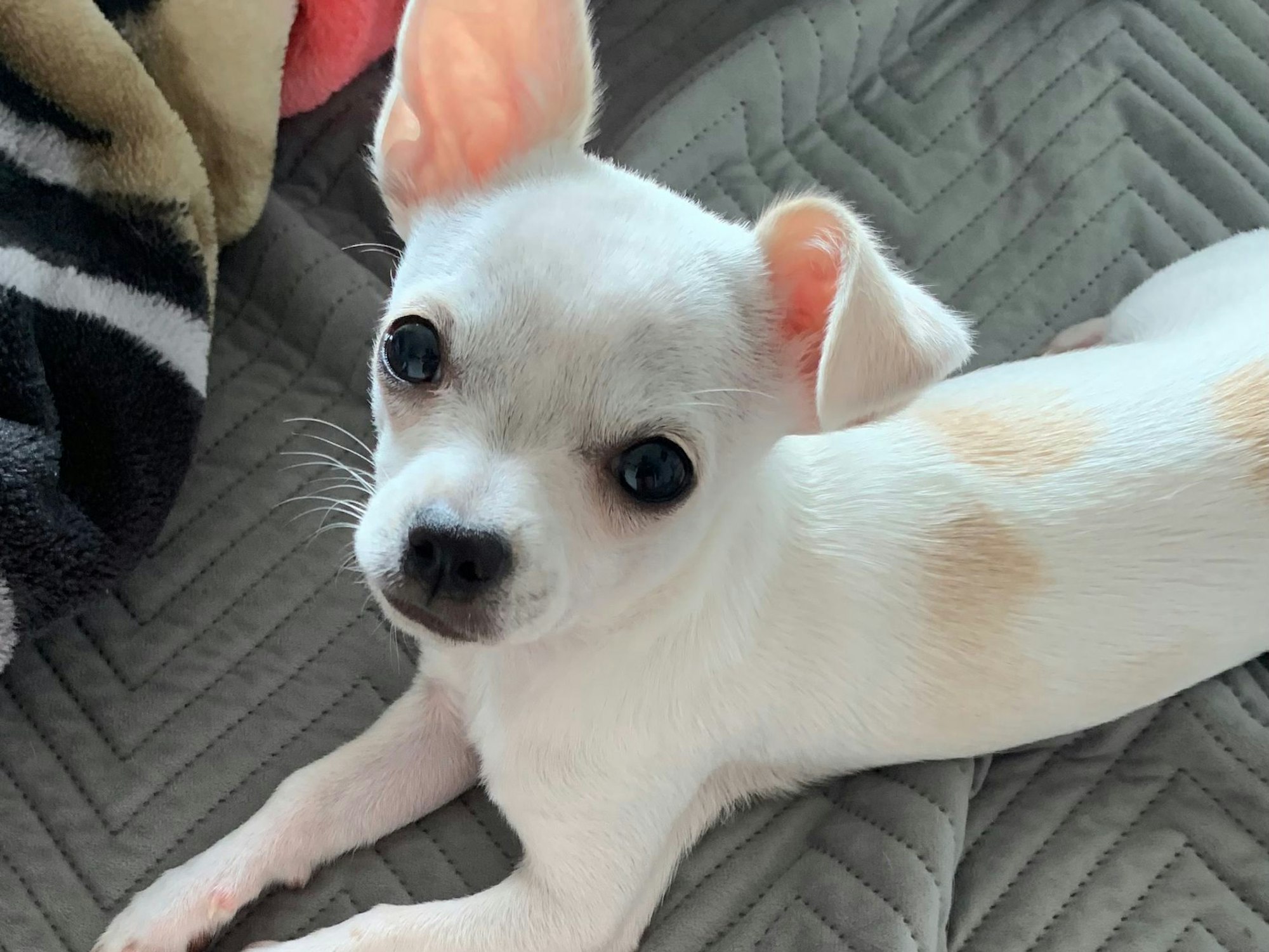 Der einjährige Chihuahua Coco wurde in Köln-Poll von drei Männern geraubt.