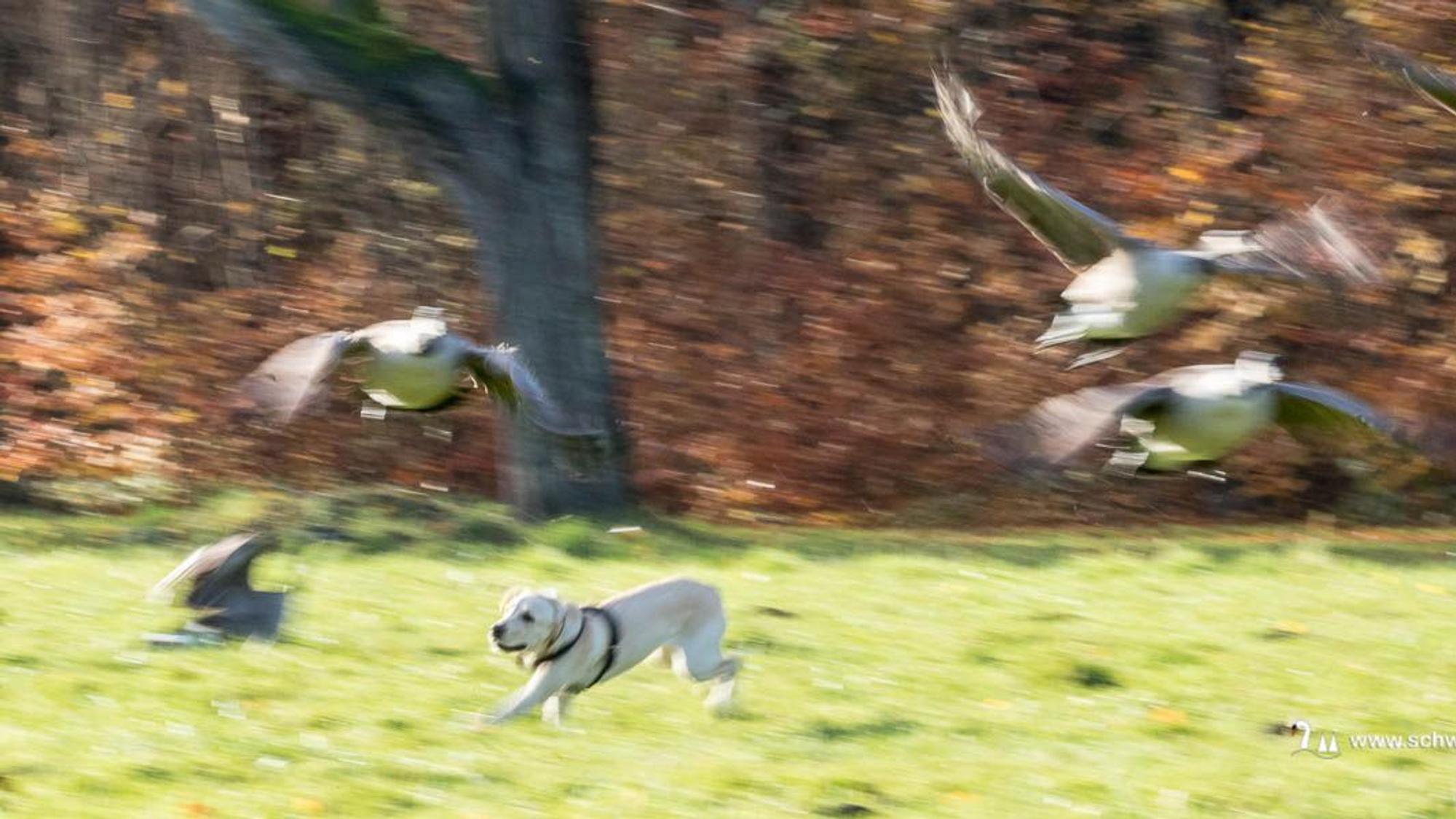 Ein Hund jägt Gänsen und Schwänen hinterher.
